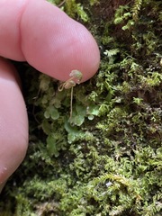 Asterella tenella