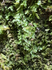 Asterella tenella