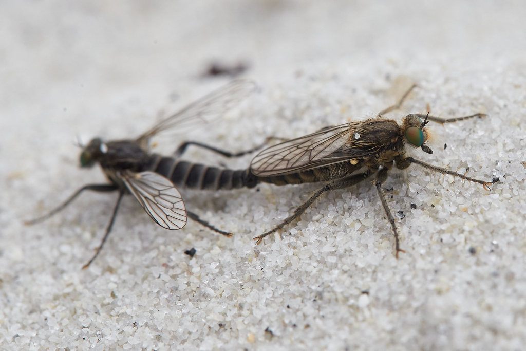 Asilomar Sandpirate