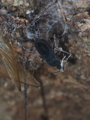 Brachyrhynchus membranaceus