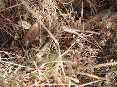 Elgaria multicarinata multicarinata