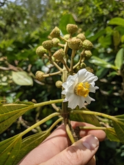 Miconia conomacrantha