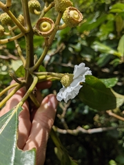 Miconia conomacrantha