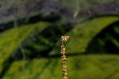 Lon melane vitellina