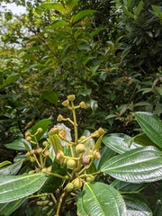Miconia conomacrantha