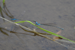 Coenagrionidae