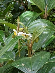 Miconia conomacrantha