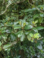 Miconia conomacrantha