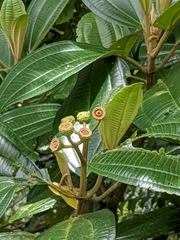 Miconia conomacrantha