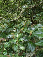Miconia conomacrantha