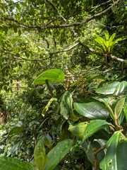 Miconia conomacrantha