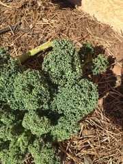 Brassica oleracea acephala