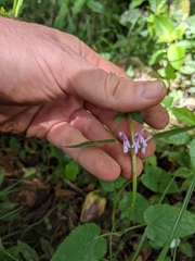 Stachys costaricensis