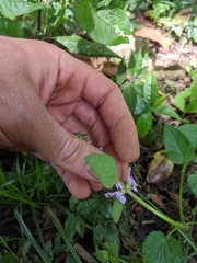 Stachys costaricensis