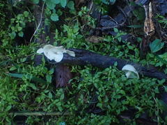 Sarcoscypha vassiljevae