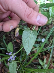 Stachys costaricensis