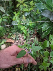 Stachys costaricensis