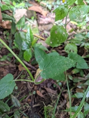Stachys costaricensis