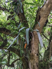 Andraeanum (Anthurium protensum)