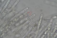 Sarcoscypha vassiljevae