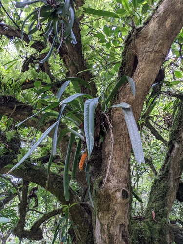 Anthurium protensum, photograph 2