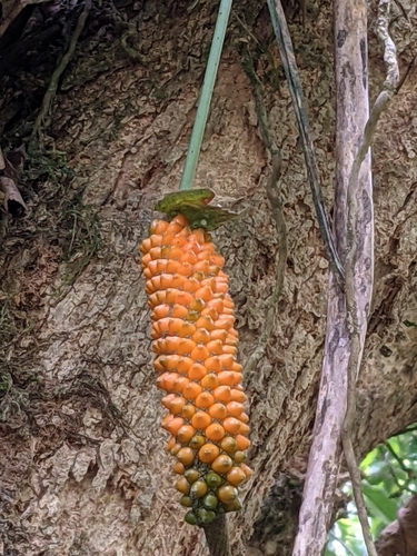 Anthurium protensum, photograph 3