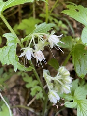 Hydrophyllum fendleri