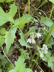 Hydrophyllum fendleri