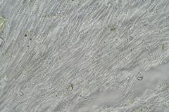 Sarcoscypha vassiljevae