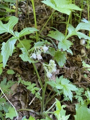 Hydrophyllum fendleri