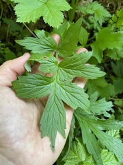 Hydrophyllum fendleri