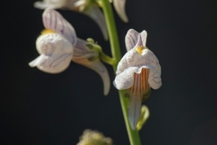 Linaria microsepala