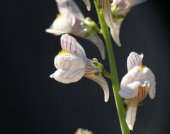 Linaria microsepala