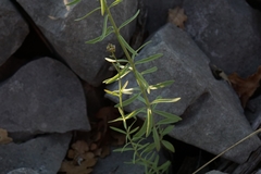 Linaria microsepala