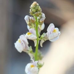 Linaria microsepala