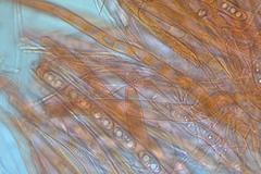 Sarcoscypha vassiljevae