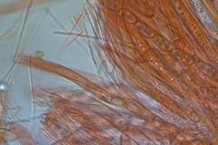 Sarcoscypha vassiljevae