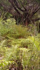 Poodytes punctatus vealeae