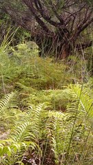 Poodytes punctatus vealeae