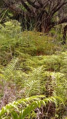 Poodytes punctatus vealeae