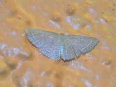 Pleuroprucha