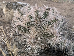 Cylindropuntia whipplei