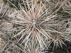 Cylindropuntia whipplei