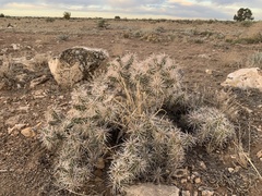 Cylindropuntia whipplei