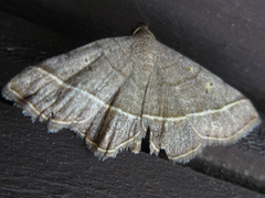 Paracolax trilinealis