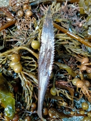 Macrolearia angustifolia