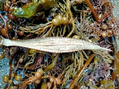 Macrolearia angustifolia