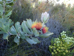 Leucospermum mundii