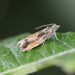 Epinotia nisella - Photo (c) nagelhoutandre, μερικά δικαιώματα διατηρούνται (CC BY-NC), uploaded by nagelhoutandre