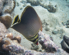 Chaetodon triangulum